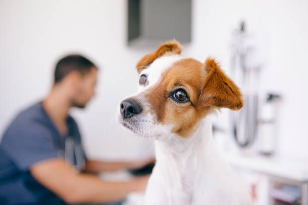 A brown and white dog is sitting in front of a veterinarian.