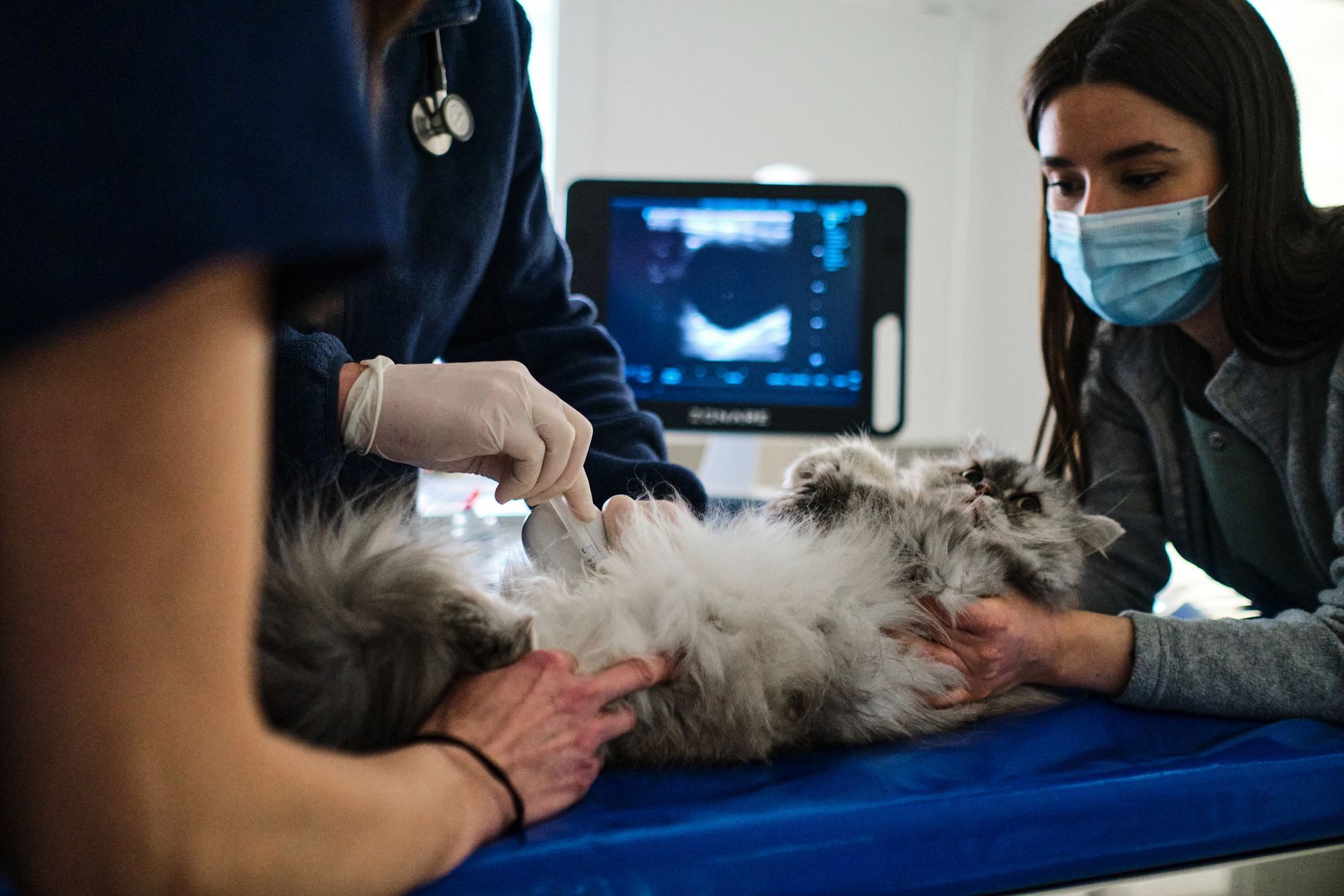 A cat is being examined by a veterinarian and a woman wearing a mask.