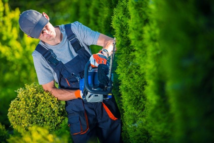A person in a gray shirt and dark work overalls trims a tall green hedge with a power tool in a garden.