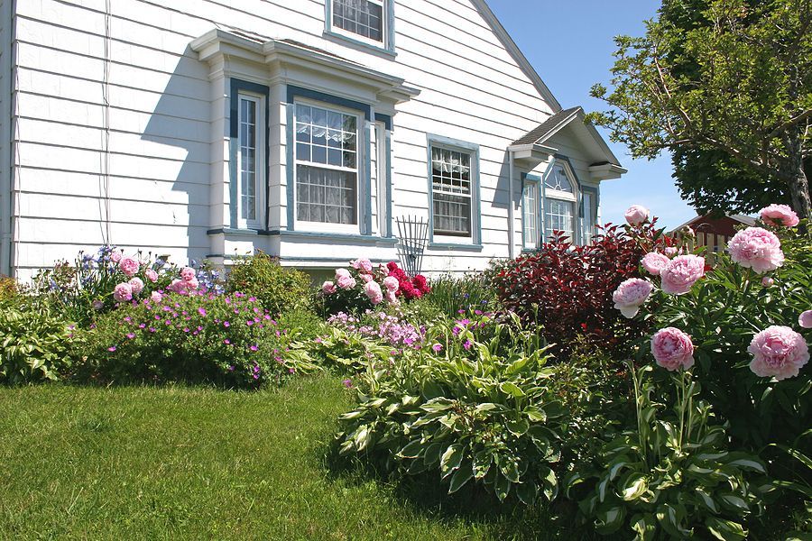 White house with blue trim and blooming pink peony garden.