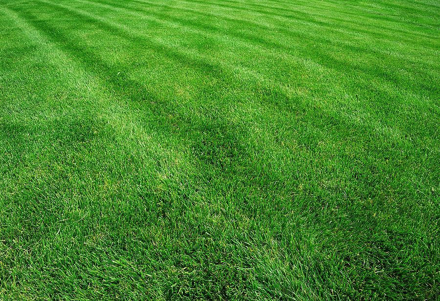 Lush green lawn with professional mower stripes.