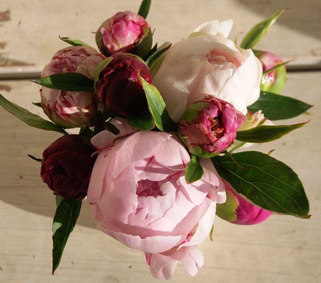 Three pink calla lilies bloom amongst lush green foliage within a circular frame.