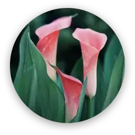 Three pink calla lilies bloom amongst lush green foliage within a circular frame.