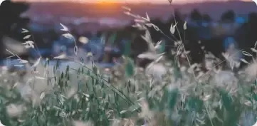 Golden sunlight shines over a lush field of grass at sunset, with a blurred, tranquil landscape in the background.