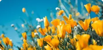 A low-angle view of bright yellow California poppies blooming against a vibrant, clear blue sky.