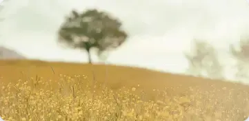 A lone tree stands atop a gentle, sunlit golden hill covered in small yellow wildflowers under a pale, hazy sky.