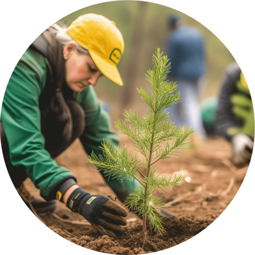 A person in a yellow cap and green jacket plants a small evergreen sapling into the soil at a wooded site.