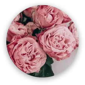 A cluster of soft, dusty pink roses with ruffled petals, circular frame.