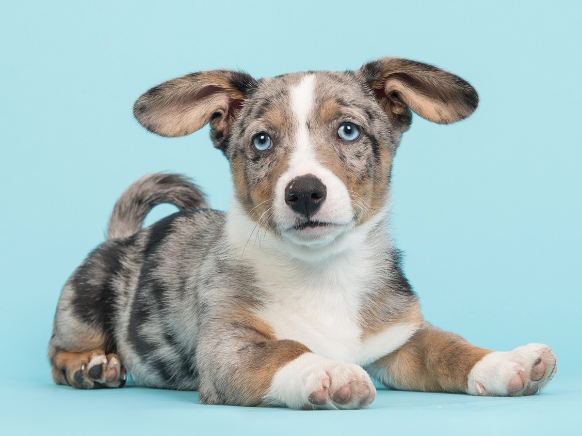 Pet Portraits at Milford Photo