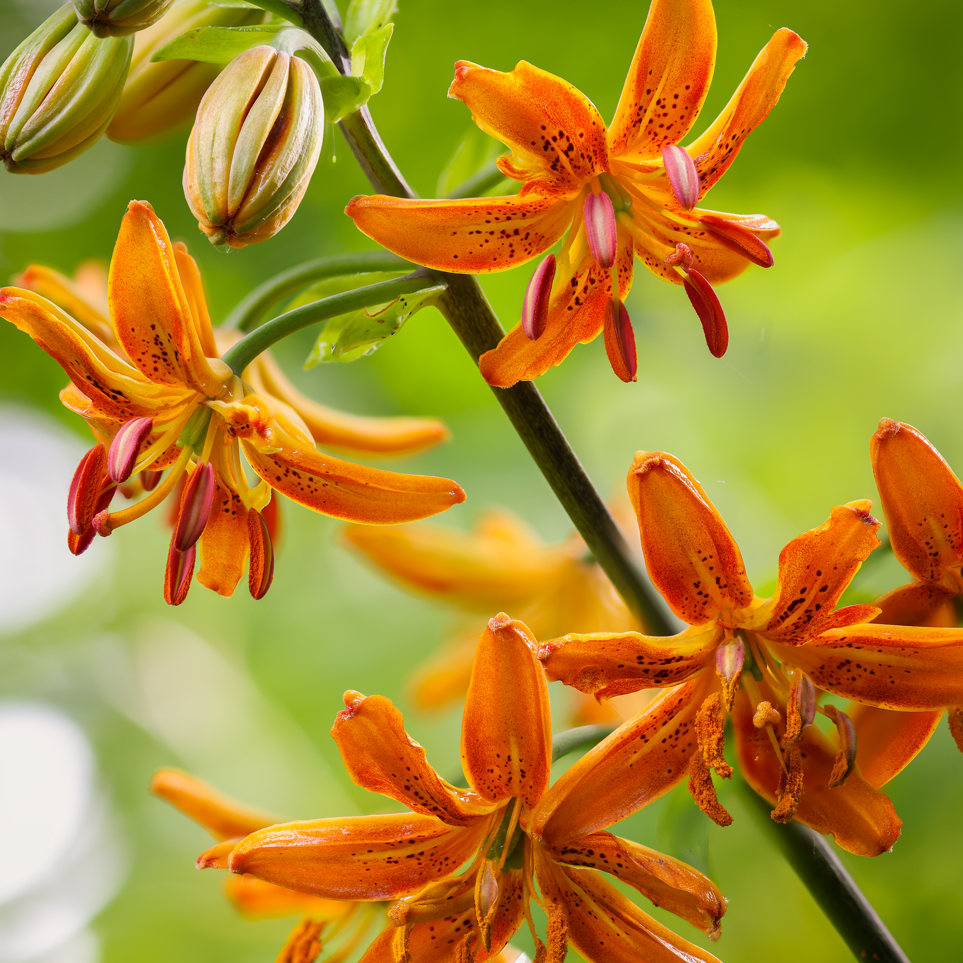 Botanical Portraits with Canon and Milford Photo