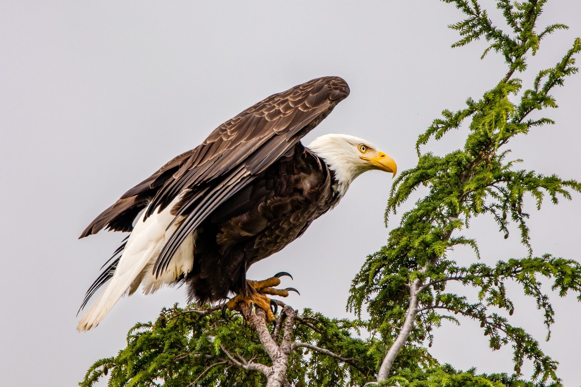 photo by Emily Pelella