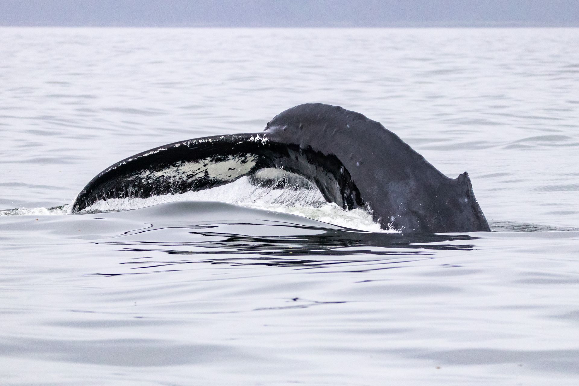 photo by Emily Pelella