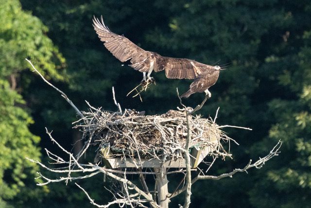 photo of nesting osprey by Michelle Duprey