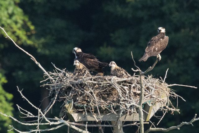 photo of nesting osprey by Michelle Duprey