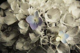 photo by Michele Garrick