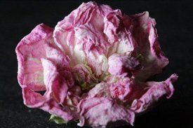 photo by Michele Garrick