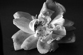 photo by Michele Garrick