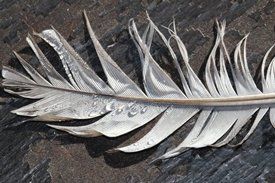 photo by Michele Garrick