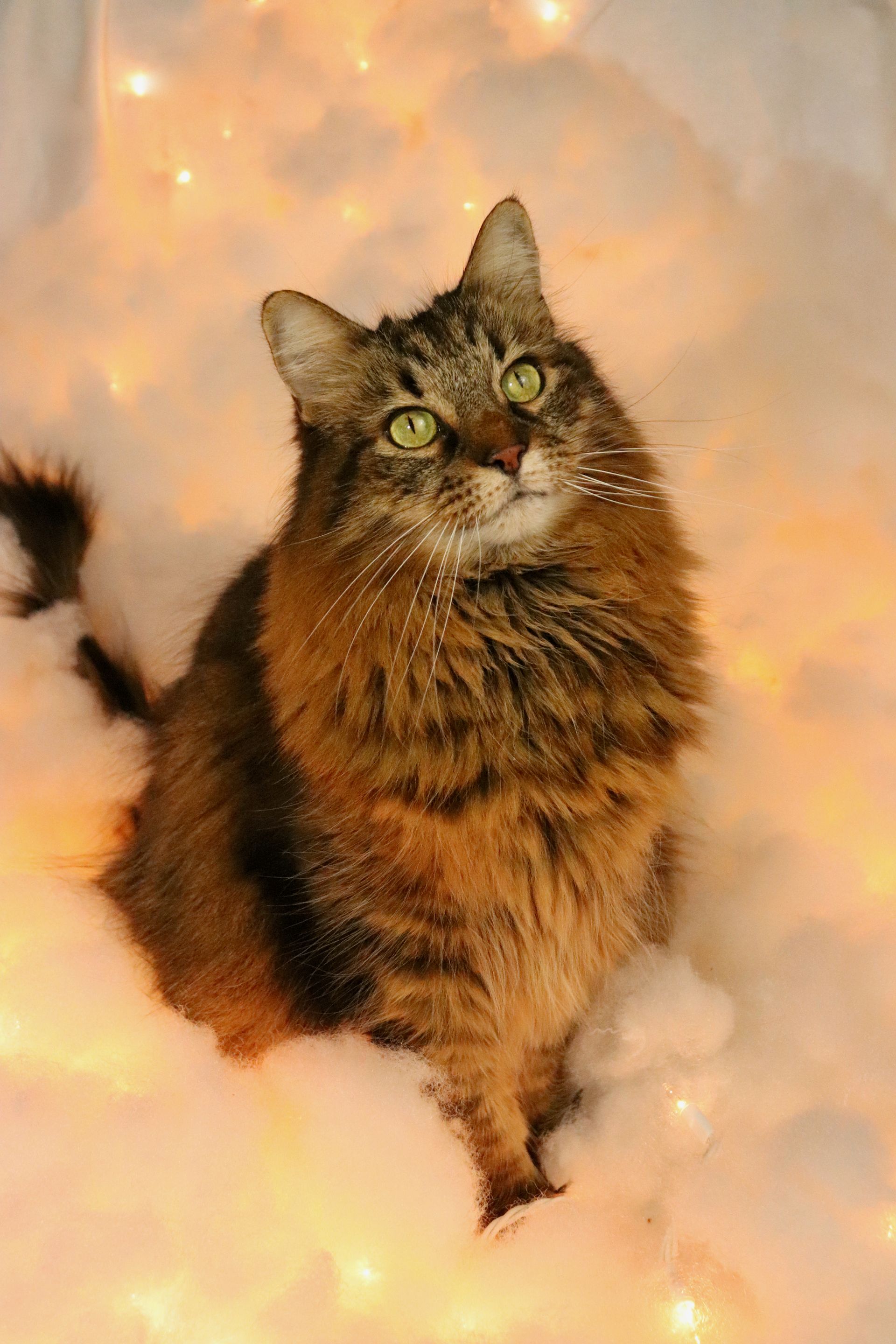 photo by Emily Pelella