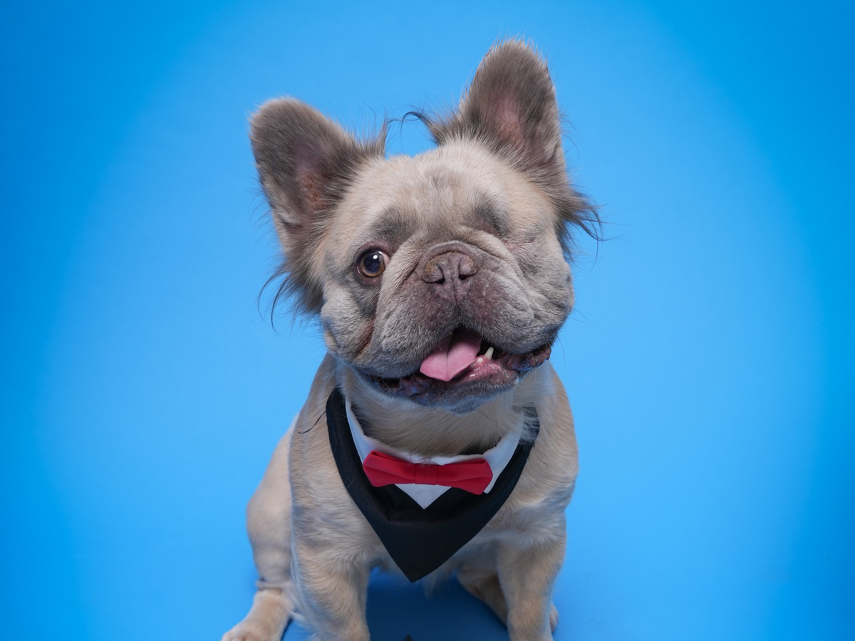 Pet Portraits at Milford Photo
