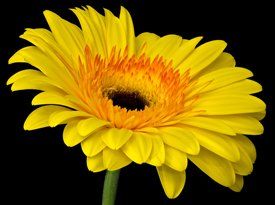 photo by Steve Ellis