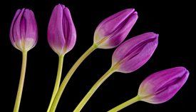 photo by Steve Ellis