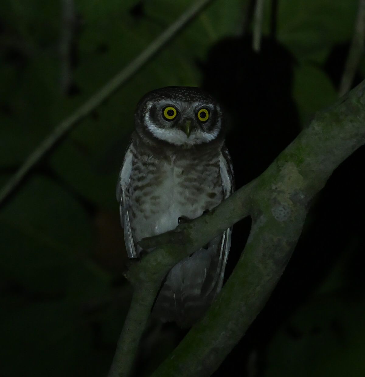 Nikon Z 6III Mirrorless Camera