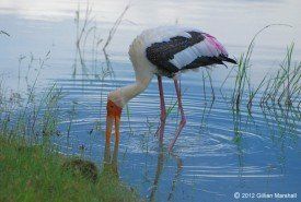 photo by Gillian Marshall