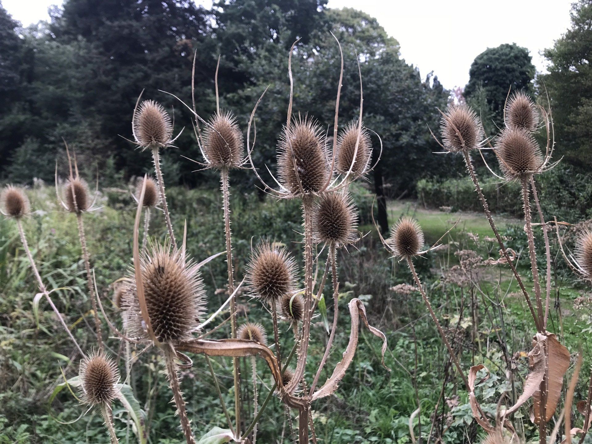 Image of teasels