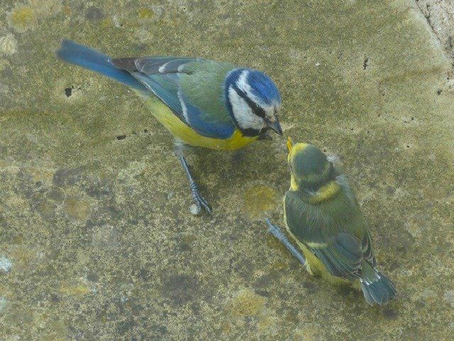 Picture of blue tit and its chick