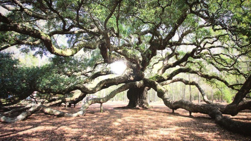 Image of an  oak tree