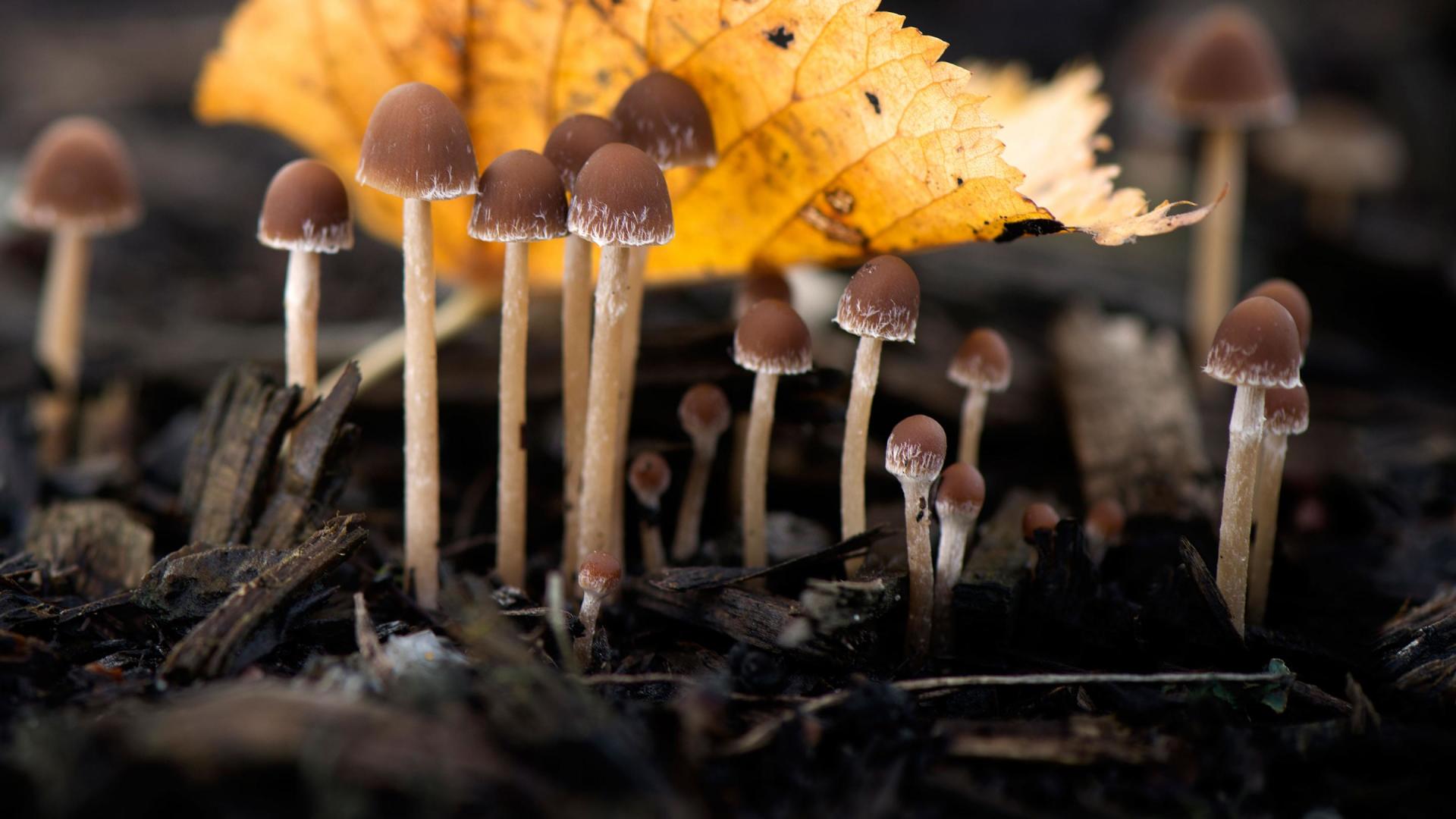 Picture of fungi