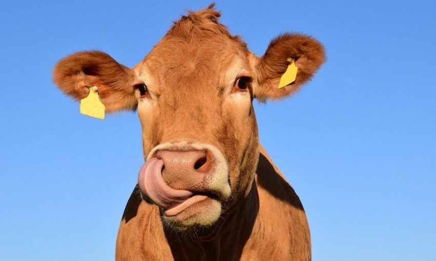 Image of cow licking it lips