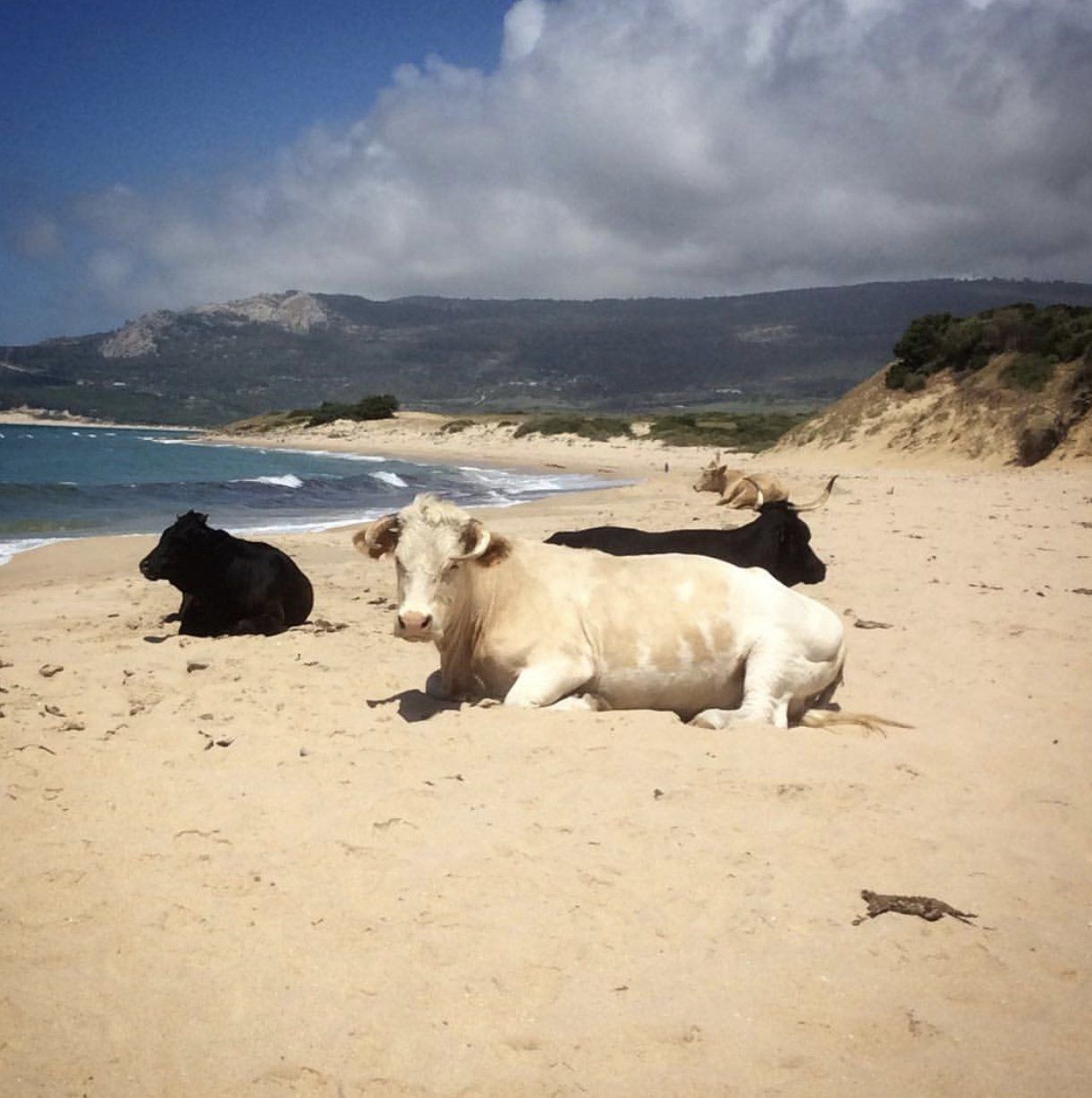 Spanish cows on beach by sea