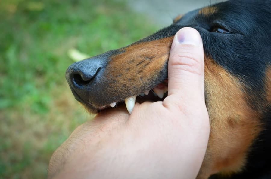 Close-up of black and tan dog biting person’s hand Close-up of black and tan dog biting person’s hand
