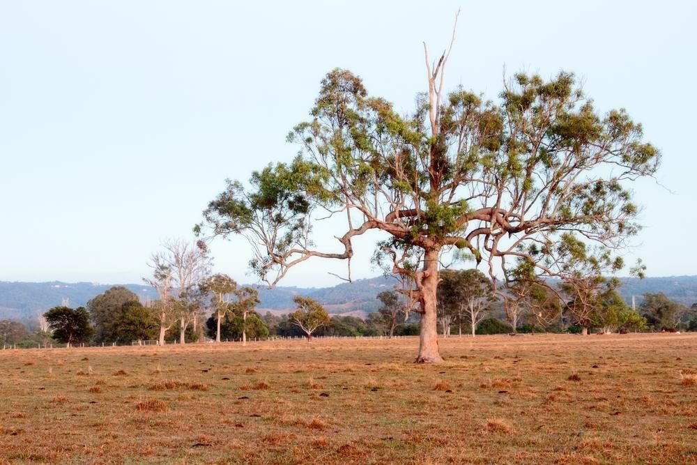 A Tree in The Middle of A Dry Grassy Field 
— Webster Rock Walls In Caboolture, QLD