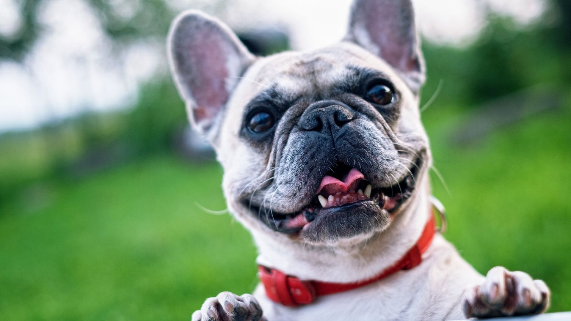 a french bulldog wearing a red collar is smiling for the camera .