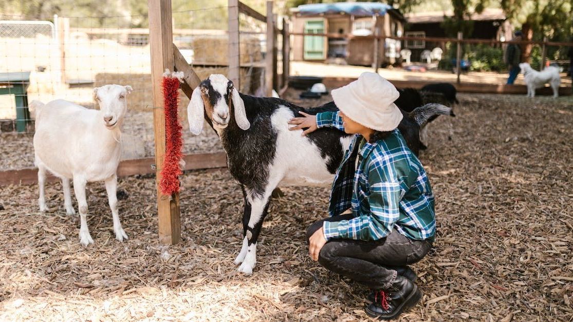 a young boy is kneeling down next to a goat in a pen .