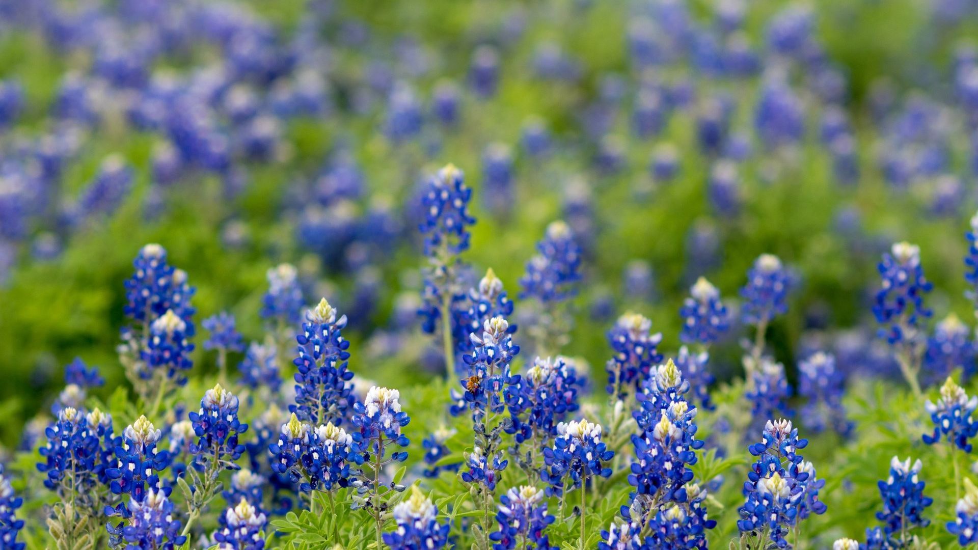 a field of blue flowers with green leaves in the background .