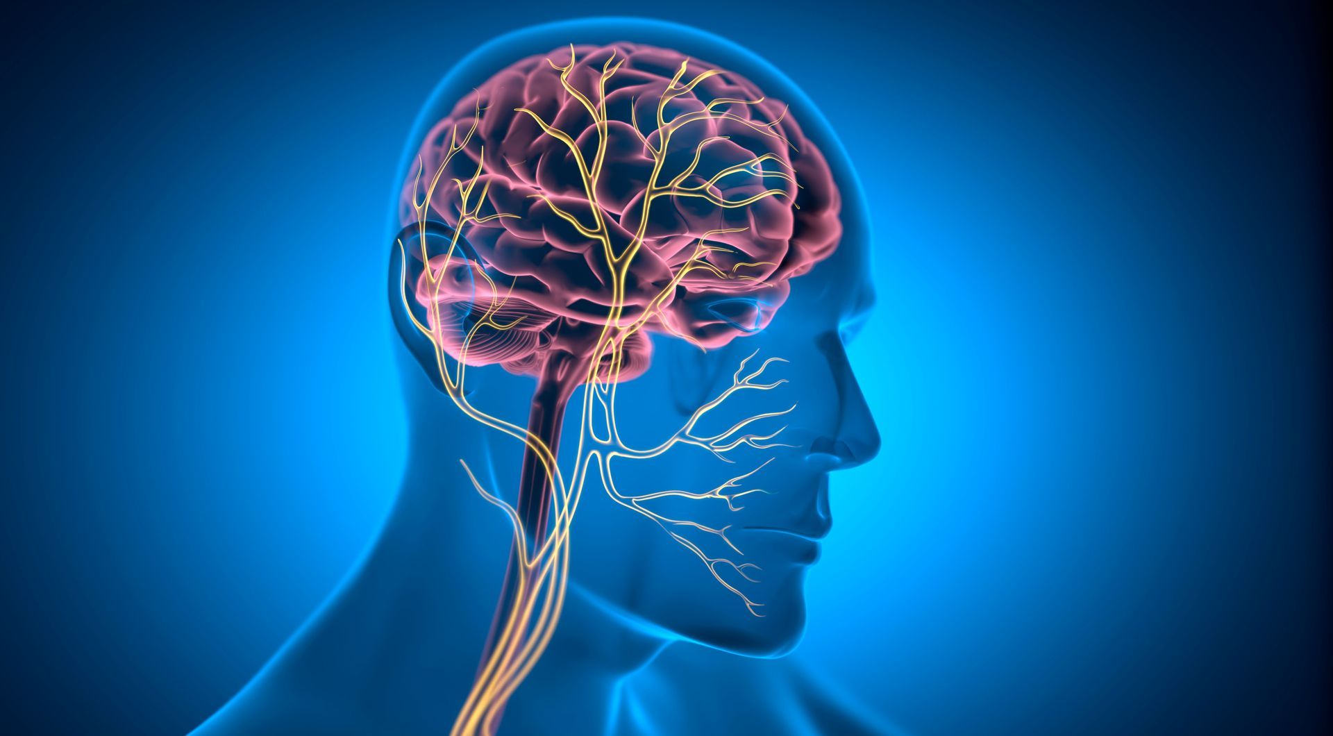 The Vagus Nerve's Role In Immune Regulation