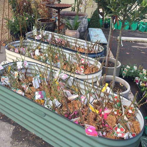 Plant Nursery Services in Adelaide