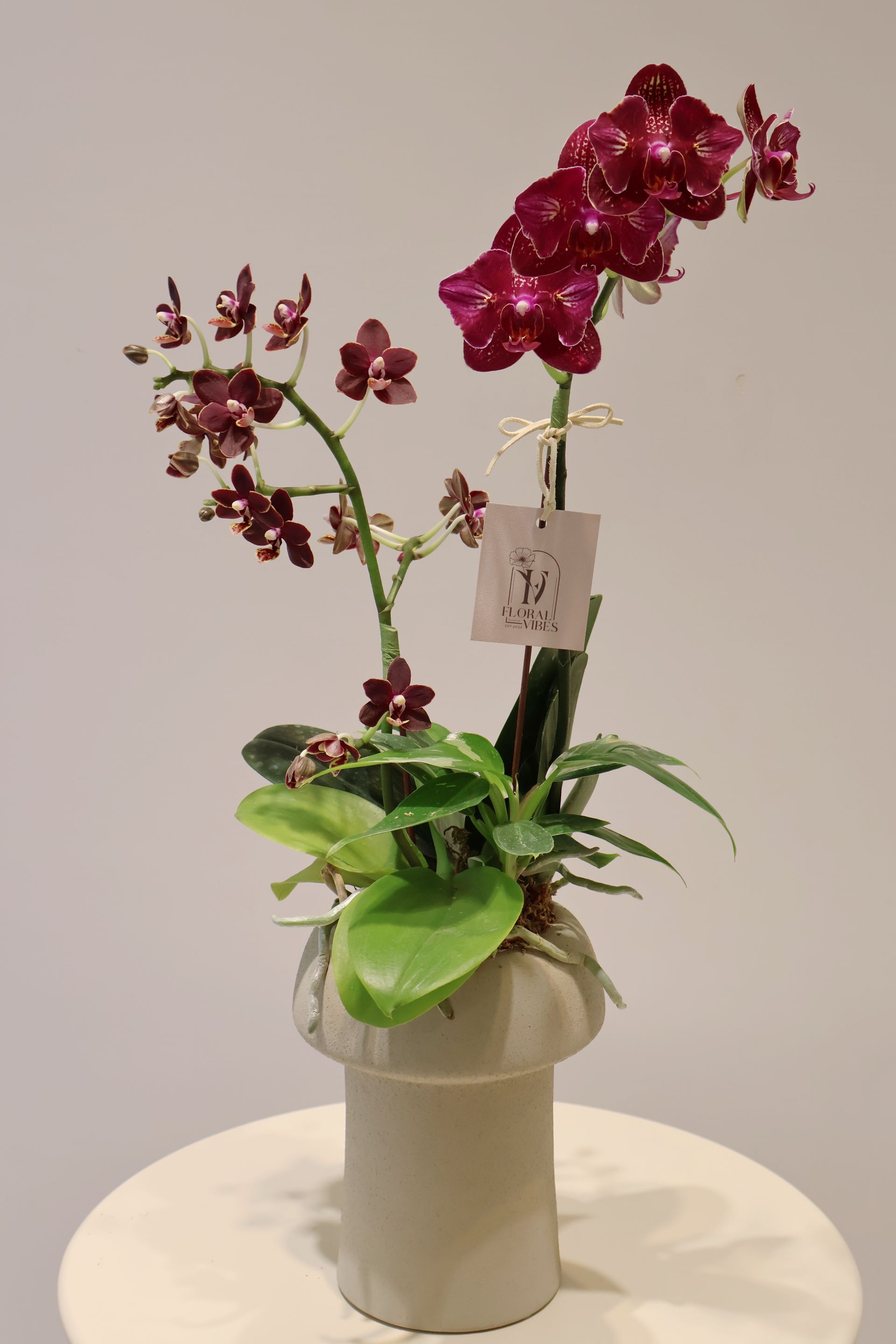 伴日花所,floralvibes,蘭花植栽,開幕花禮