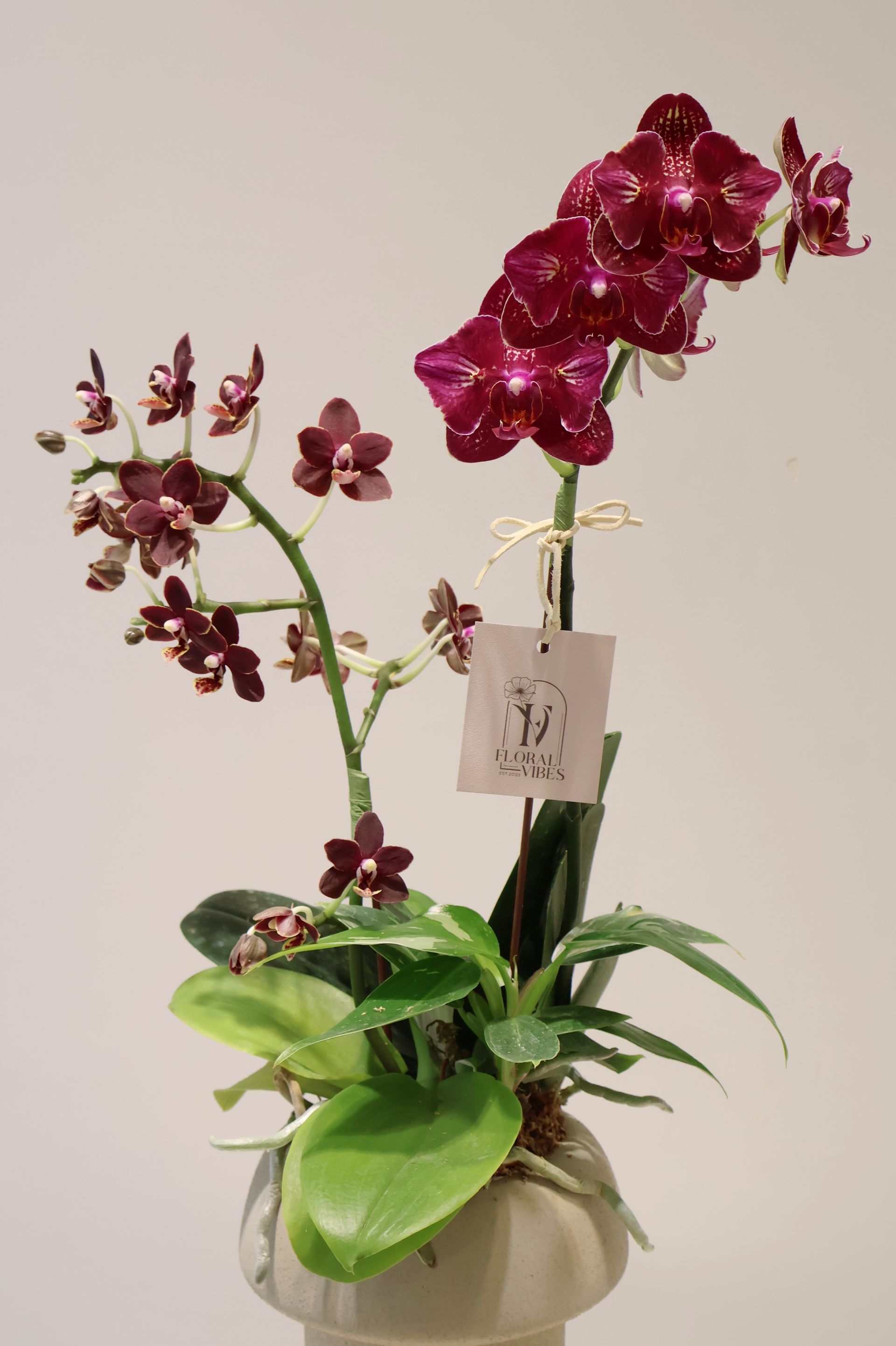 伴日花所,floralvibes,蘭花植栽,開幕花禮