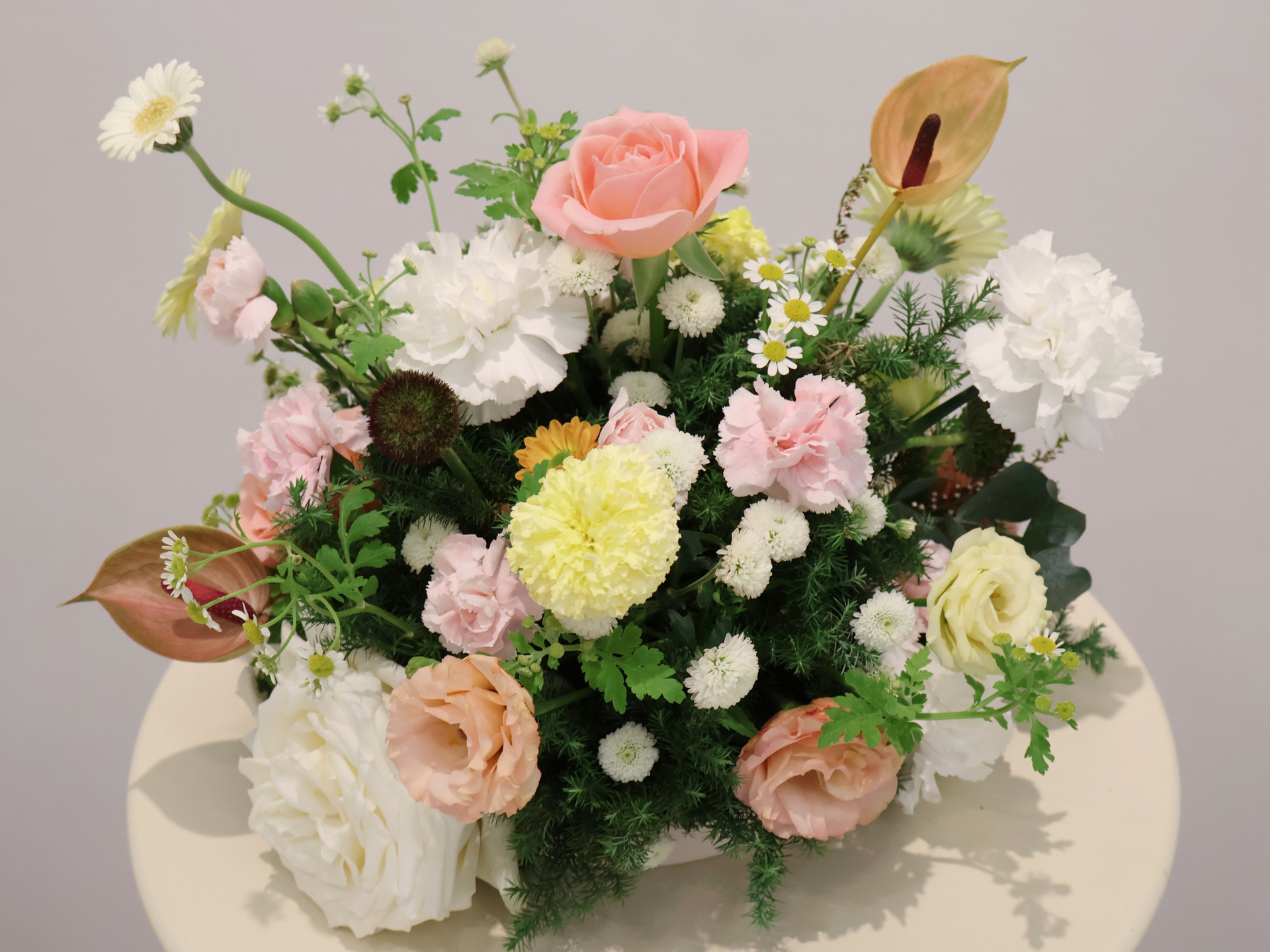 伴日花所,室內植物照顧,葉子發黃,花卉養護,植物健康檢查,天然防蟲,花卉日常,綠植照顧,室內花卉,植物光照需求,花卉澆水,花卉病蟲害,花卉養護技巧,花卉健康管理,室內植物養護