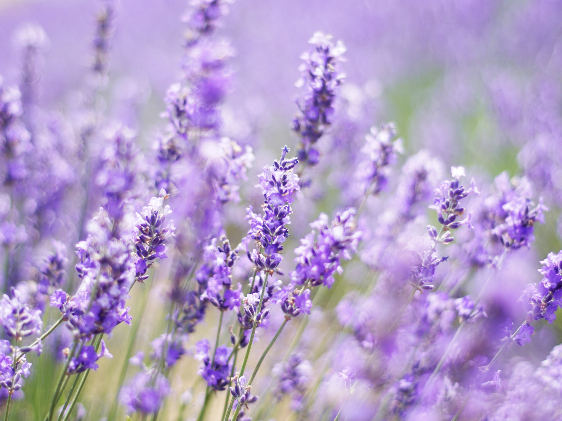 Lavender field with purple flowers in soft focus.