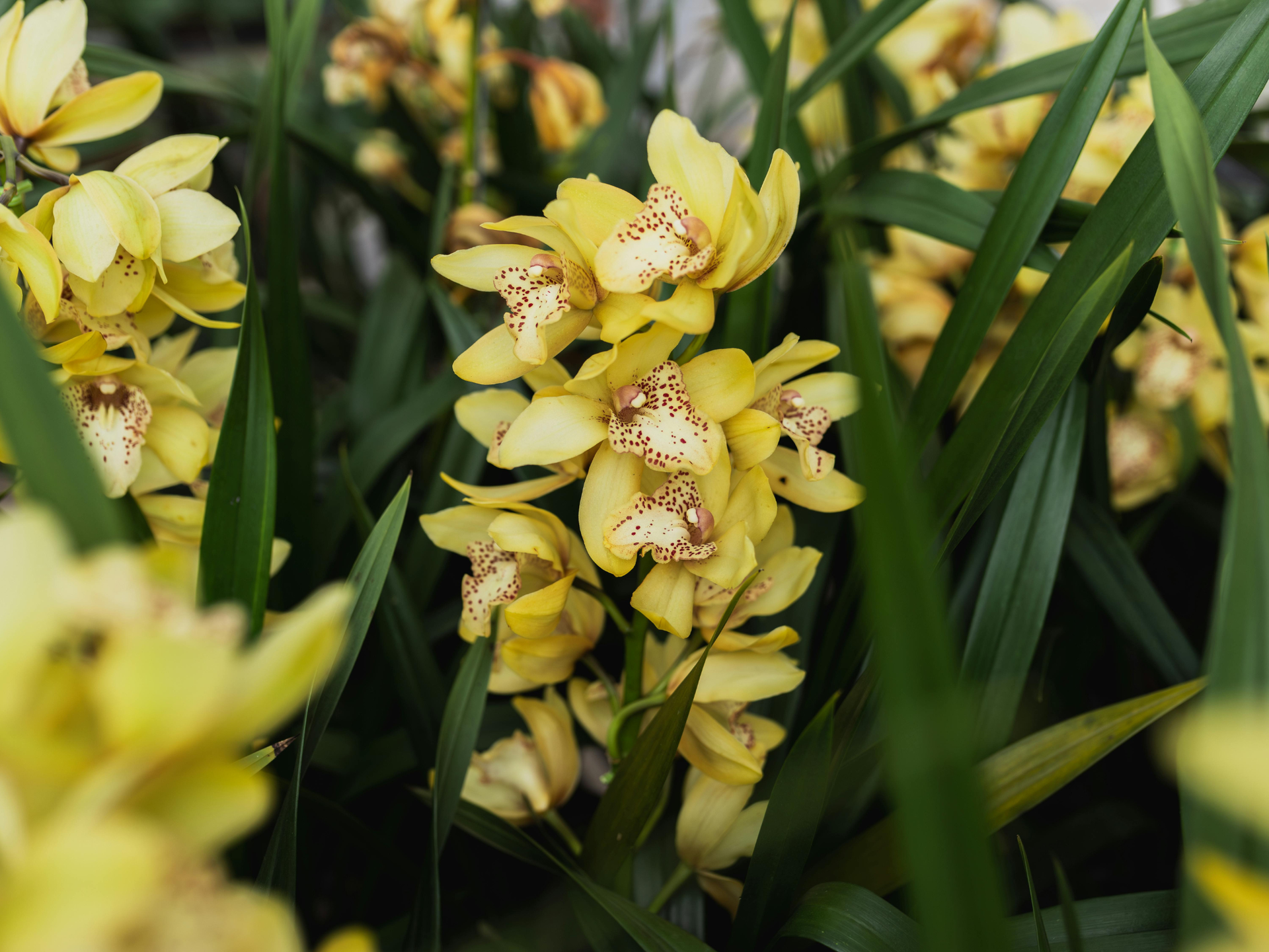 Yellow orchids with brown spots, surrounded by green leaves.