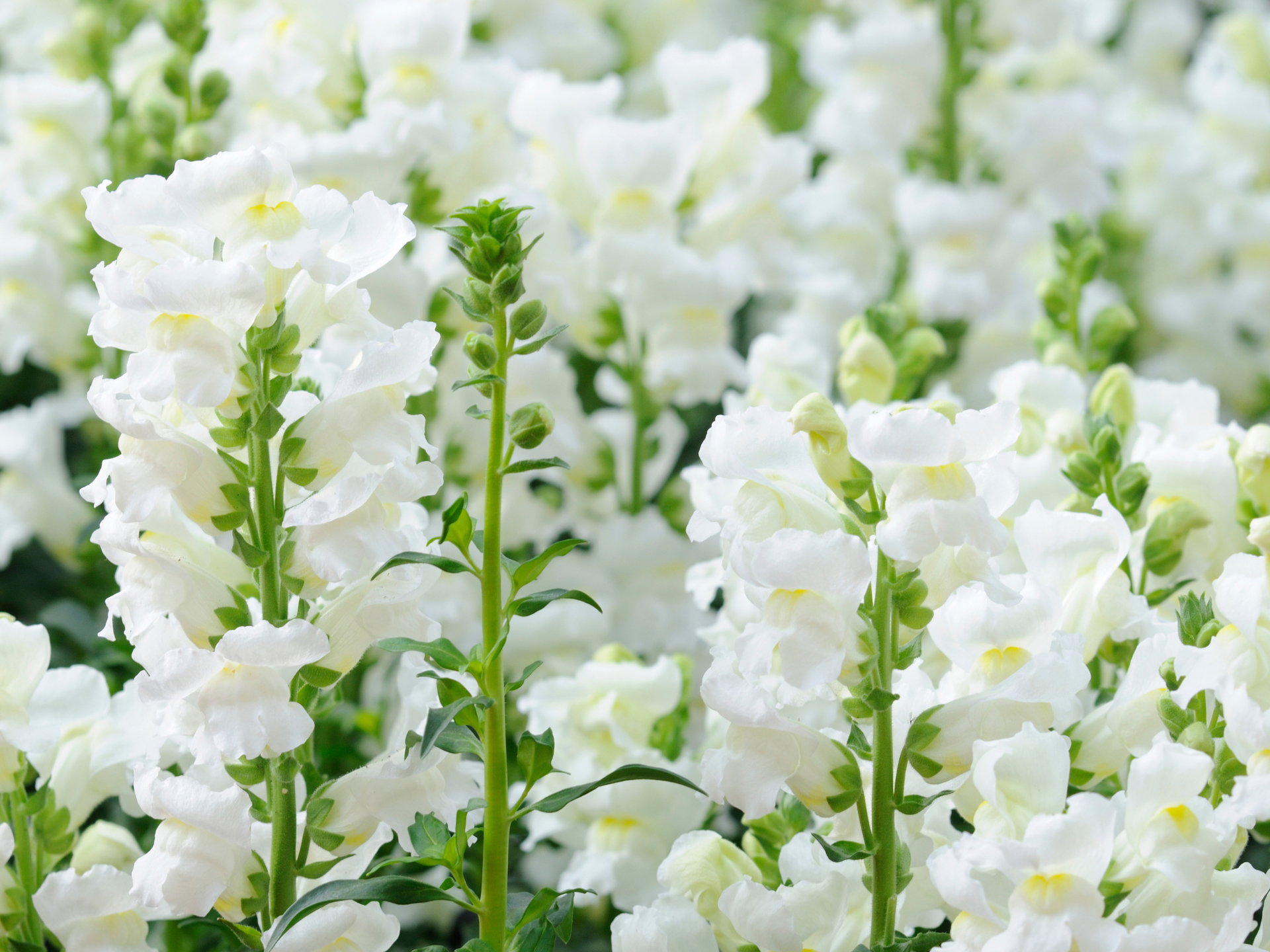White snapdragon flowers in a dense cluster with green stems and buds.