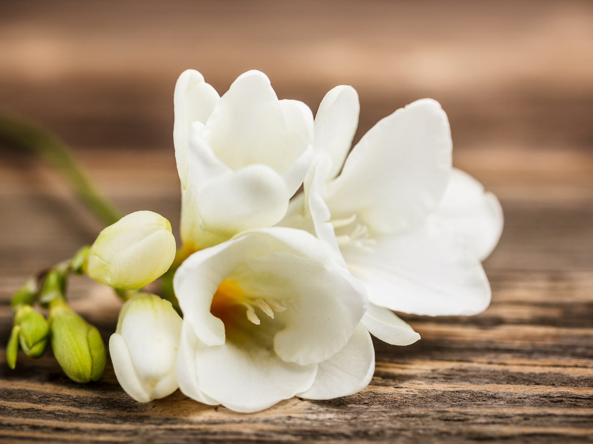 White freesia flowers on a wooden surface, with some buds still closed.