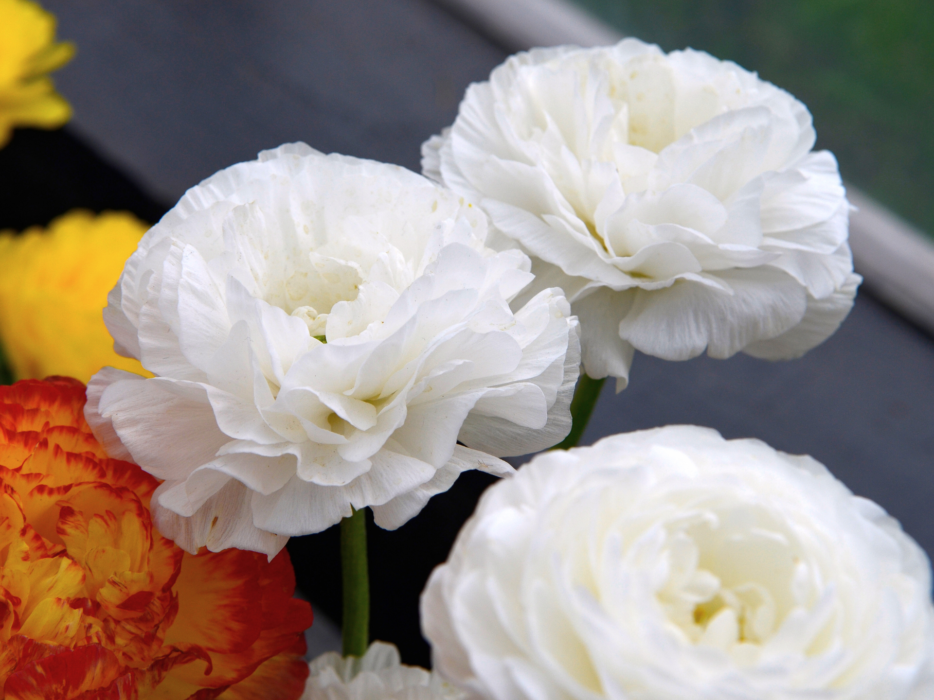 White ranunculus flowers with layered petals, yellow and orange flowers in background.