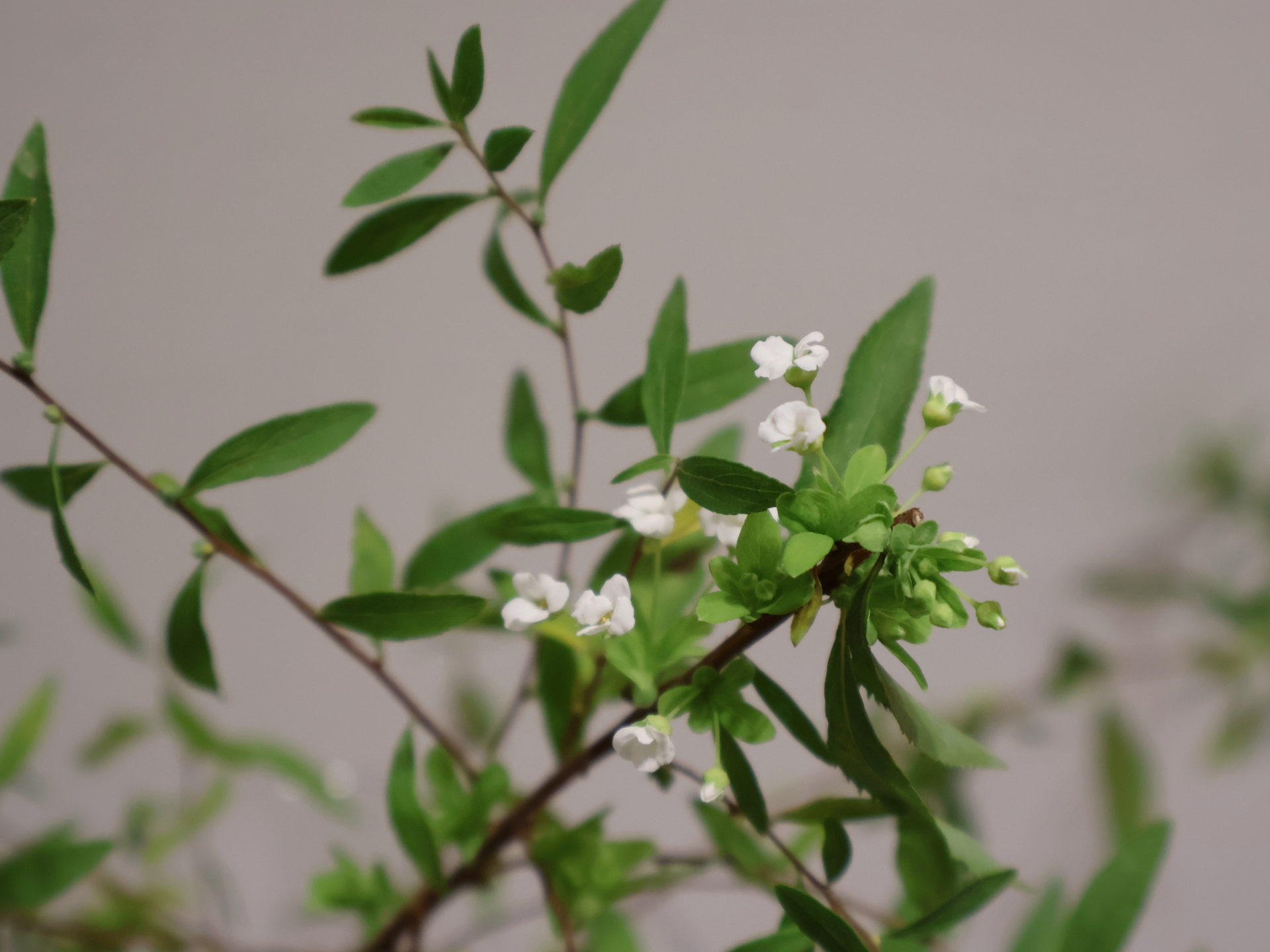 伴日花所,花卉知識,室內植物,空氣淨化植物,虎皮蘭,蘆薈,常春藤,綠蘿,花卉養護,室內園藝,生活花藝,植物送禮,環保生活,淨化空氣,空氣清新